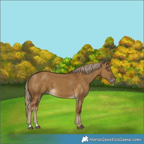 Horse Color:Chocolate Palomino Dun Varnish Brindle 