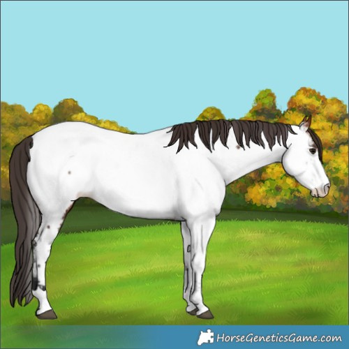 Horse Color:Bay Near Fewspot 