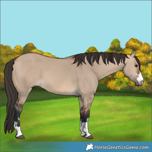 Horse Color:Bay Dun
