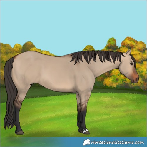 Horse Color:Bay Dun