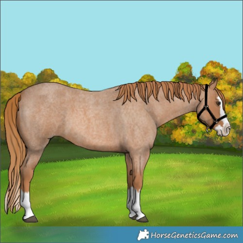 Horse Color:Red Roan Splash
