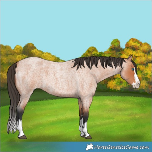 Horse Color:Bay Roan Splash