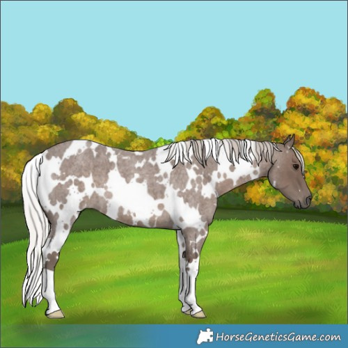 Horse Color:White Spotted Silver Blue Roan