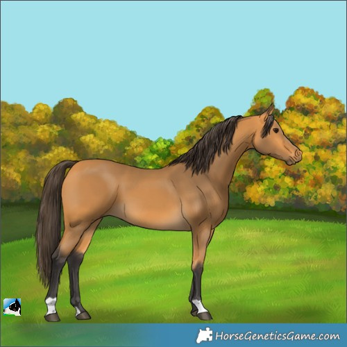 Horse Color:Buckskin 