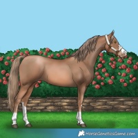 Horse Color:Liver Chestnut Pearl