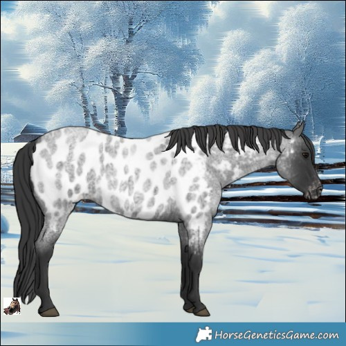 Horse Color:Blue Roan Near Leopard Rabicano 