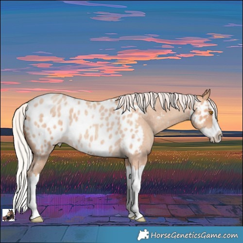 Horse Color:Silver Classic Champagne Roan Splash Blanket Rabicano
