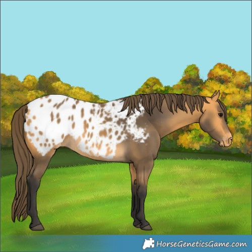 Horse Color:Unknown 