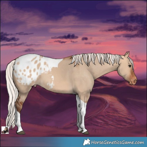 Horse Color:Silver Bay Dun Tobiano Appaloosa