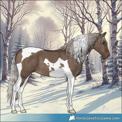 Horse Color:Silver Brown Dun Tobiano