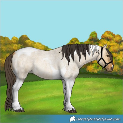 Horse Color:Buckskin Roan Dun Tobiano 