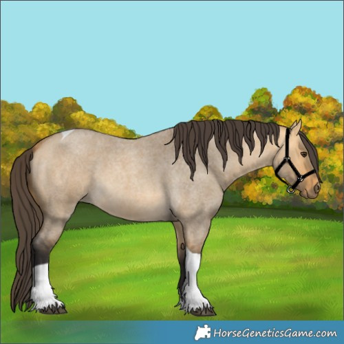 Horse Color:Buckskin Roan Dun Tobiano 