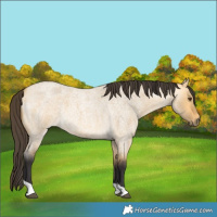Horse Color:Buckskin Roan Dun Tobiano