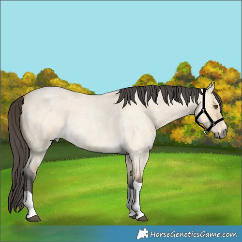 Horse Color:Buckskin Roan Dun Tobiano 