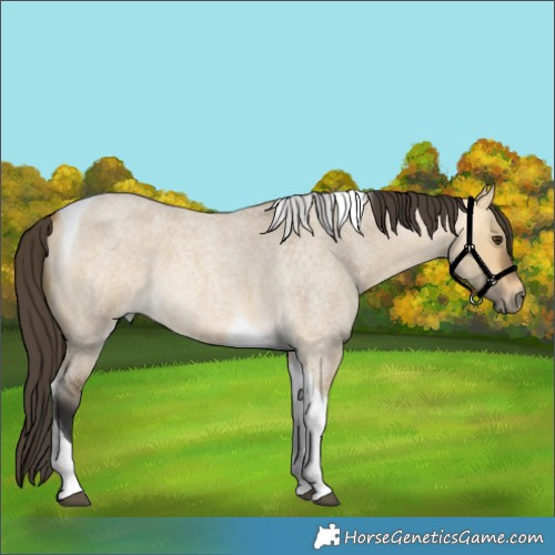 Horse Color:Buckskin Roan Dun Tobiano