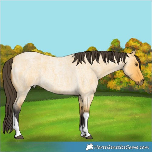 Horse Color:Buckskin Roan Dun Tobiano 