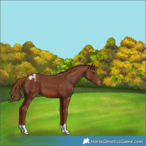Horse Color:Chestnut Varnish