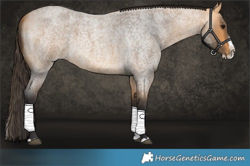Horse Color:Buckskin Roan Splash