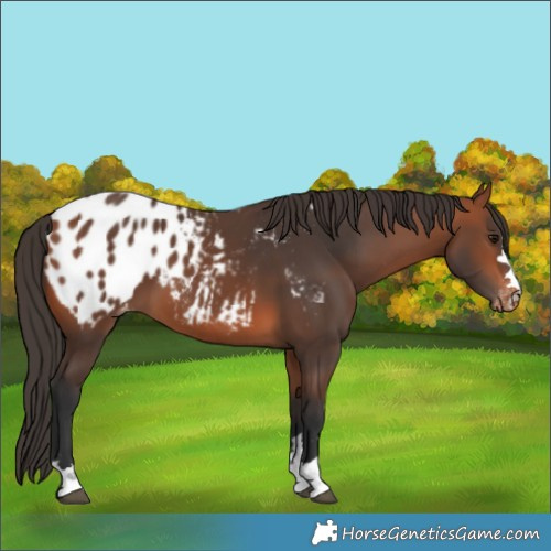 Horse Color:Bay Blanket