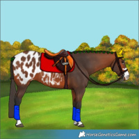 Horse Color:Bay Blanket 