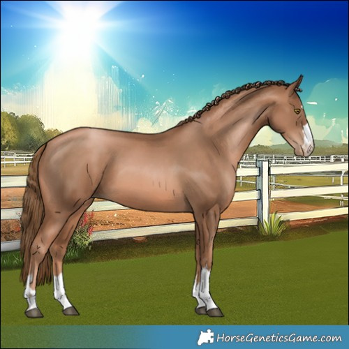 Horse Color:Liver Chestnut Pearl 