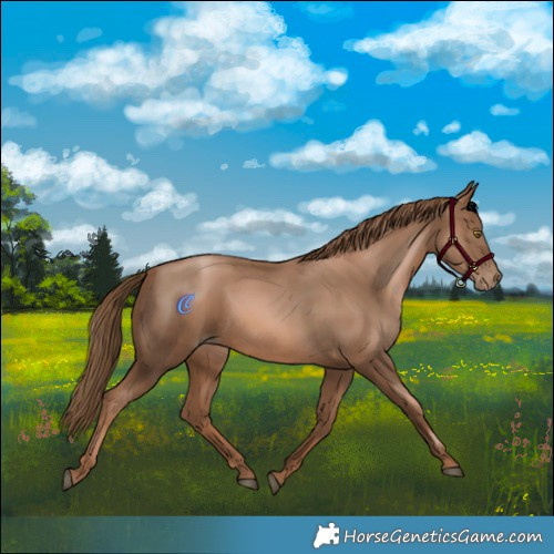 Horse Color:Liver Chestnut Pearl 