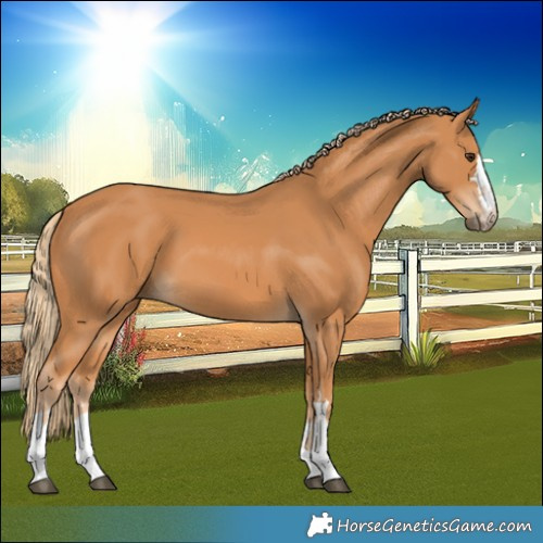 Horse Color:Chestnut 