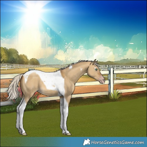 Horse Color:Gray Silver Sable Cream Champagne Dun Tobiano 
