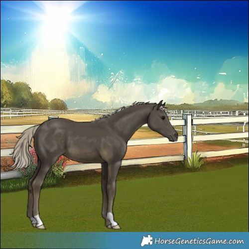 Horse Color:Silver Smoky Black 