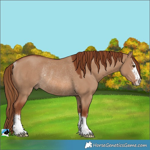 Horse Color:Red Dun Rabicano