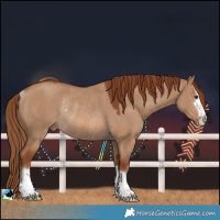 Horse Color:Red Dun Rabicano