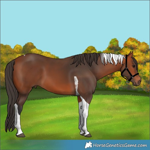 Horse Color:Bay Tobiano