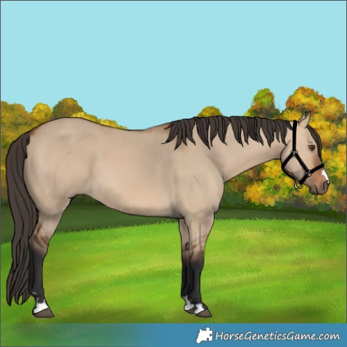 Horse Color:Bay Dun