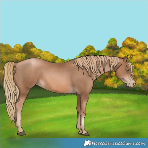 Horse Color:Liver Chestnut Pearl  and Liver Chestnut Pearl 