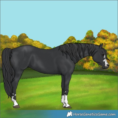 Horse Color:Black 