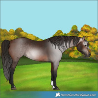 Horse Color:Gray Bay 
