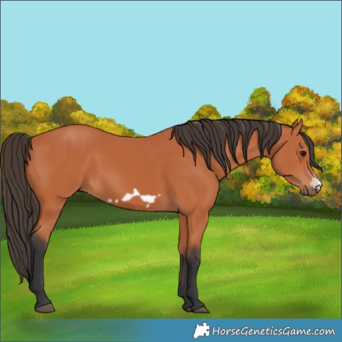 Horse Color:Bay Frame