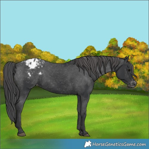 Horse Color:Black Appaloosa 