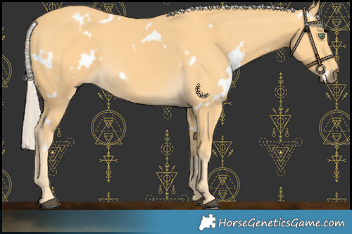 Horse Color:White Spotted Palomino 