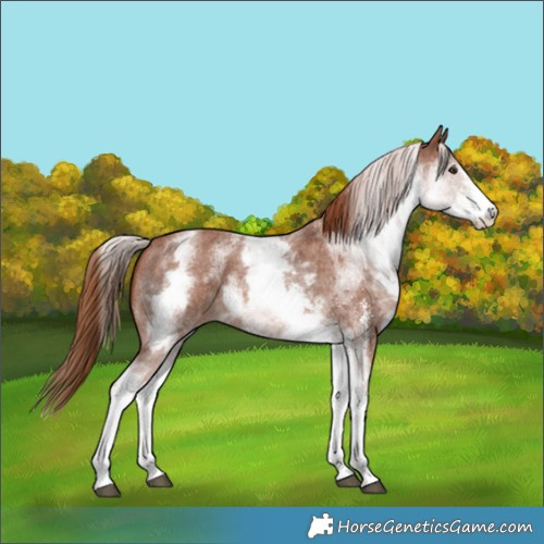 Horse Color:White Spotted Chestnut Sabino