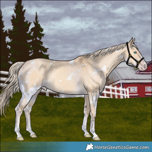 Horse Color:White Spotted Gold Cream Champagne Dun