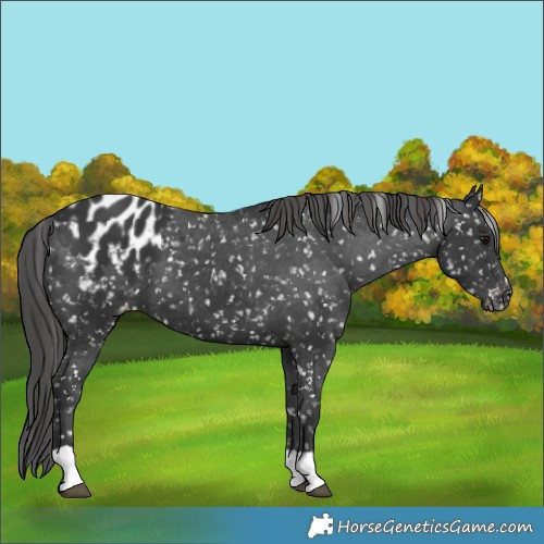 Horse Color:Black Blanket 