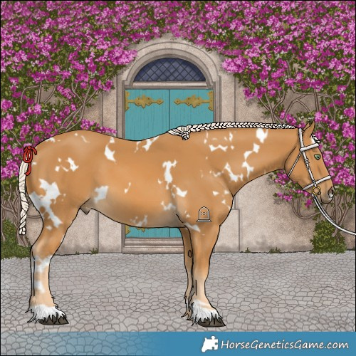 Horse Color:White Spotted Palomino 
