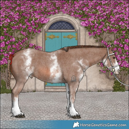 Horse Color:White Spotted Chestnut Sabino
