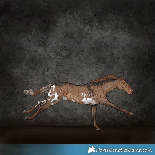 Horse Color:Liver Red Dun Skewed LP Spotted Rabicano Brindle 