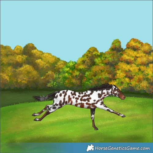 Horse Color:Liver Chestnut Skewed LP Spotted