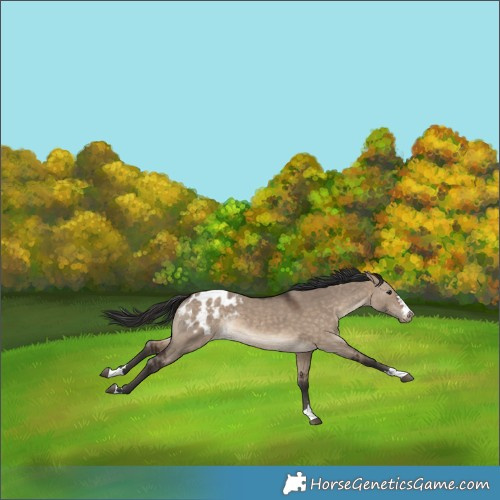 Horse Color:Brown Dun Blanket Rabicano