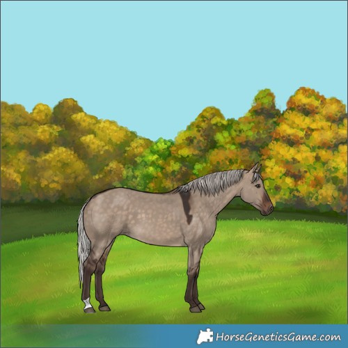 Horse Color:Silver Brown Dun
