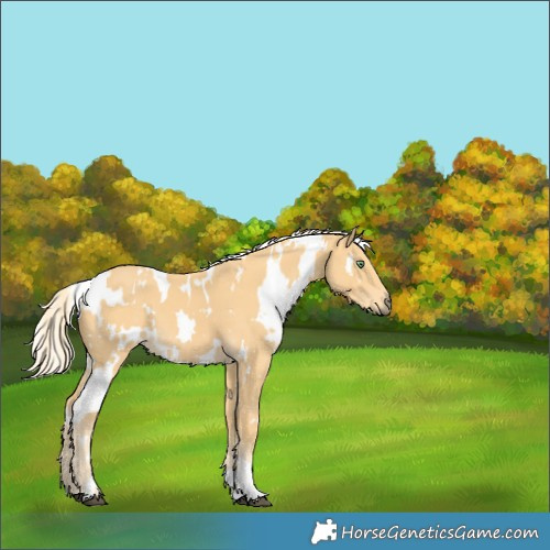 Horse Color:White Spotted Palomino 