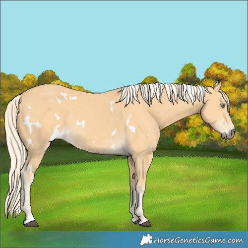 Horse Color:White Spotted Palomino